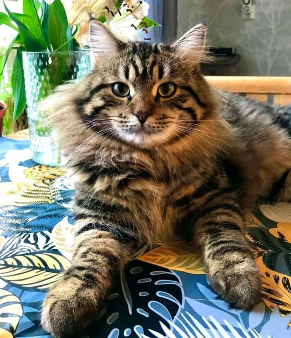 Sibirisk katt Gabriel